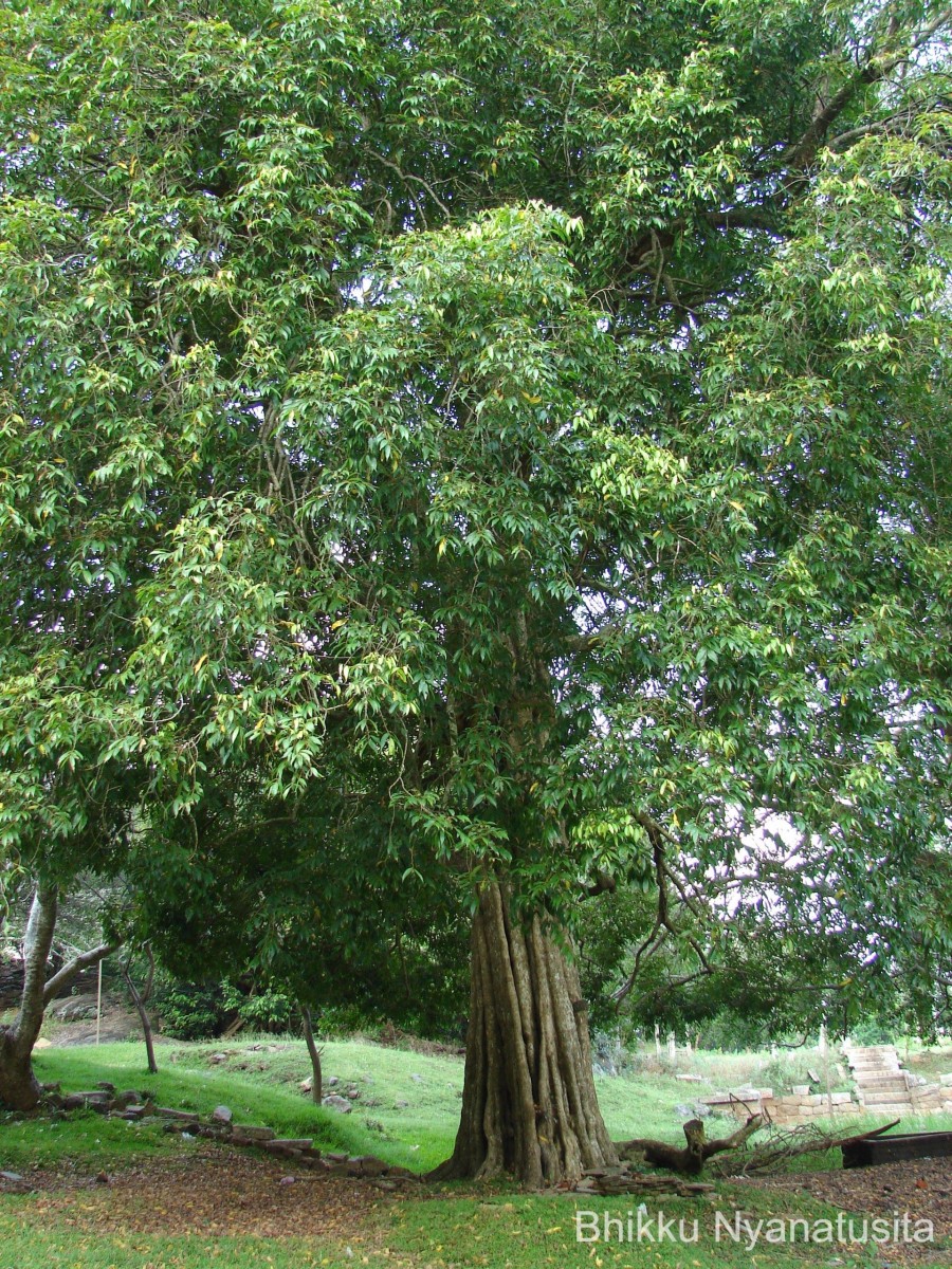 Hydnocarpus venenatus Gaertn.